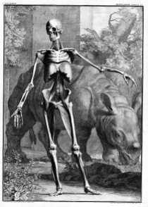 Muscled skeleton, facing front with Rhinoceraus. Credit: Wellcome Library, London. Wellcome Images images@wellcome.ac.uk http://wellcomeimages.org Muscled skeleton, facing front with Rhinoceraus. Tabulae scleti et Muscularum Corporis Humani Bernhardus Siegfried Albinus Published: 1747 Copyrighted work available under Creative Commons Attribution only licence CC BY 4.0 http://creativecommons.org/licenses/by/4.0/