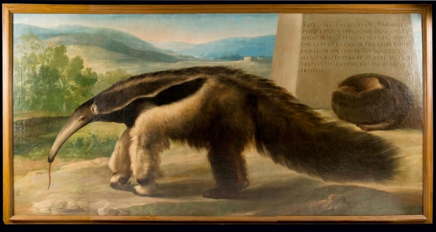 El-oso-hormiguero-de-Carlos-III--pintado-en-el-taller-de-Mengs